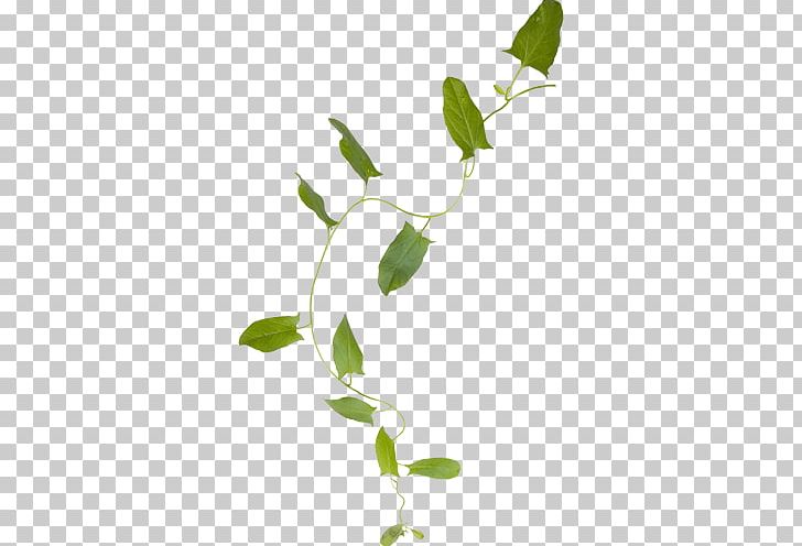Leaf Flower Plant Stem PNG, Clipart, Branch, Download, Flora, Flower, Flowering Plant Free PNG Download