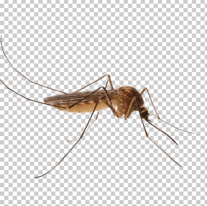 Mosquito Control Pest Control Nematocera PNG, Clipart, Arthropod, Blood, Chikungunya Virus, Crane Fly, Crick Free PNG Download
