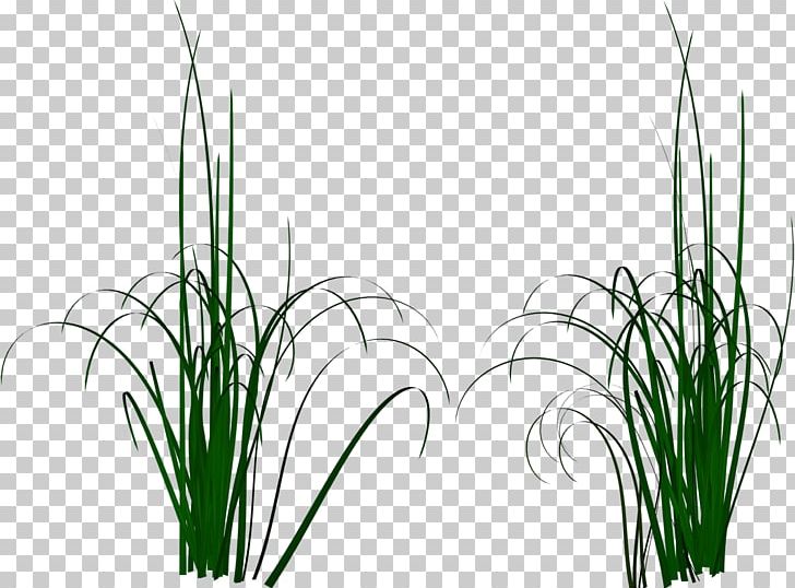 Photography Computer Icons PNG, Clipart, Chrysopogon Zizanioides, Commodity, Computer Icons, Download, Flowering Plant Free PNG Download