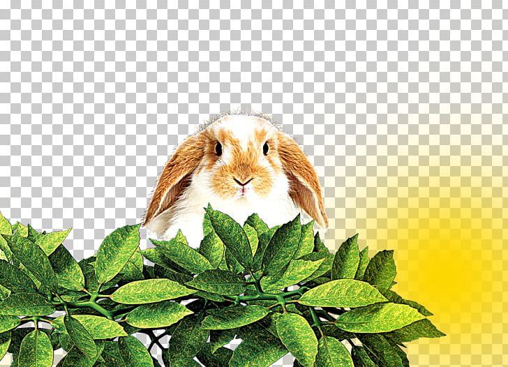 Domestic Rabbit Hare Leaf PNG, Clipart, Animal, Animals, Autumn Leaves, Banana Leaves, Deciduous Free PNG Download