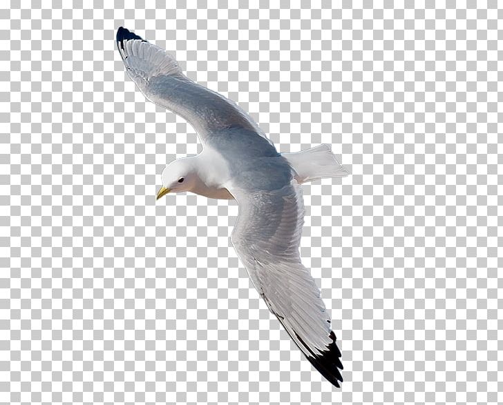 European Herring Gull Kittiwake Adobe Illustrator PNG, Clipart, Animals, Beak, Bird, Charadriiformes, Computer Icons Free PNG Download