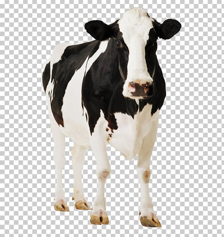Holstein Friesian Cattle Gyr Cattle Milk Dairy Cattle PNG, Clipart, Animal, Animals, Calf, Cattle, Cattle Like Mammal Free PNG Download