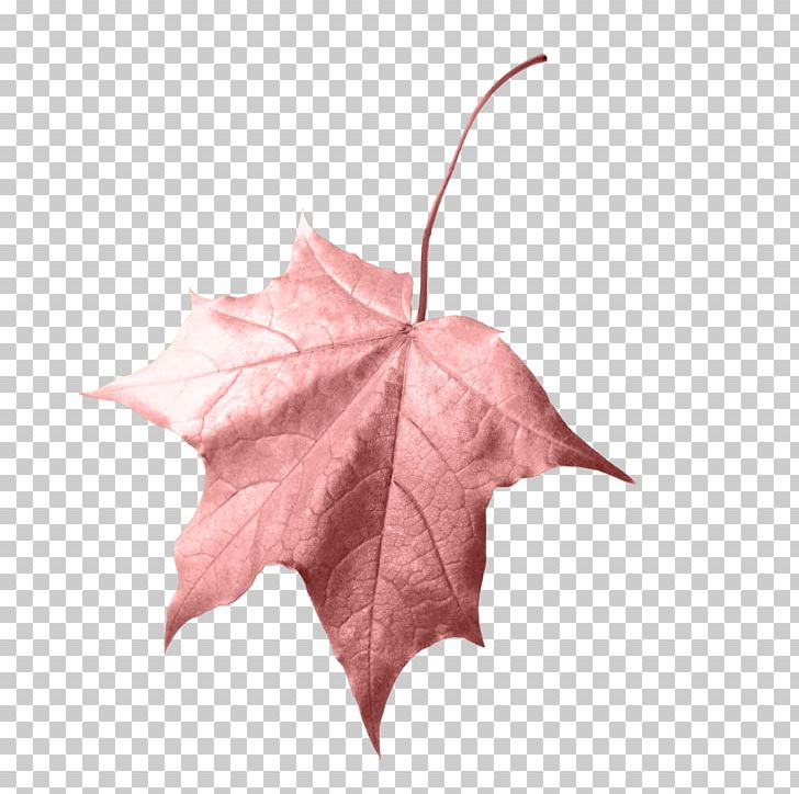 Leaf Autumn PNG, Clipart, Autumn, Autumn Leaf, Autumn Leaf Color, Clip Art, Download Free PNG Download