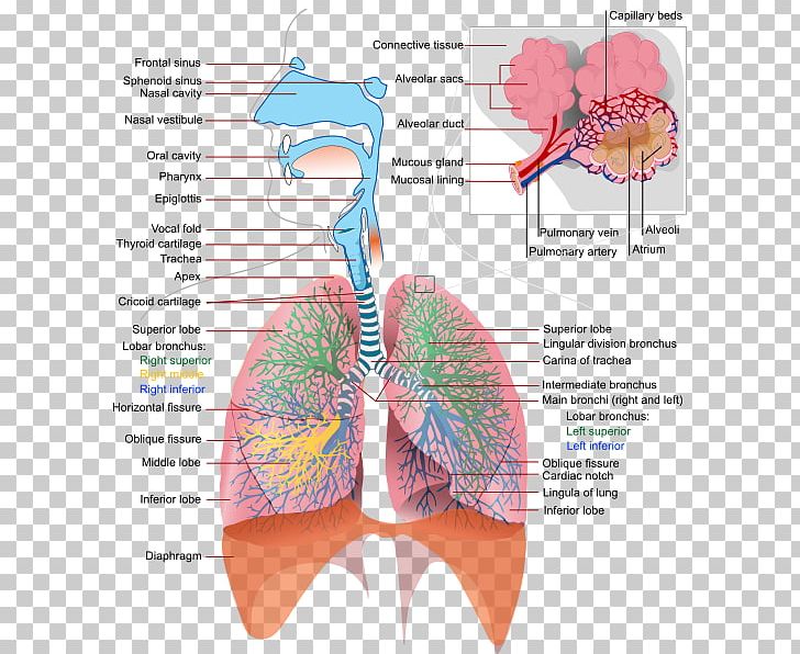 Respiratory Tract Respiratory System Human Body Breathing Lung PNG, Clipart, Anatomy, Bone, Breathing, Diagram, Human Body Free PNG Download