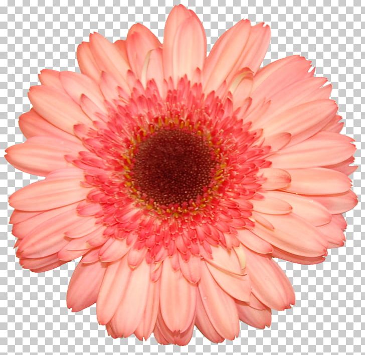 Transvaal Daisy Flower Photography White PNG, Clipart, Annual Plant, Anthesis, Chrysanthemum, Chrysanths, Closeup Free PNG Download