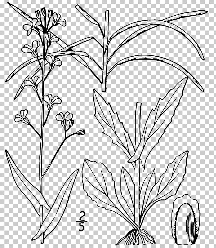 Arabis Plant Arabidopsis Boechera Laevigata PNG, Clipart, Arabidopsis, Arabis, Black And White, Branch, Dicotyledon Free PNG Download