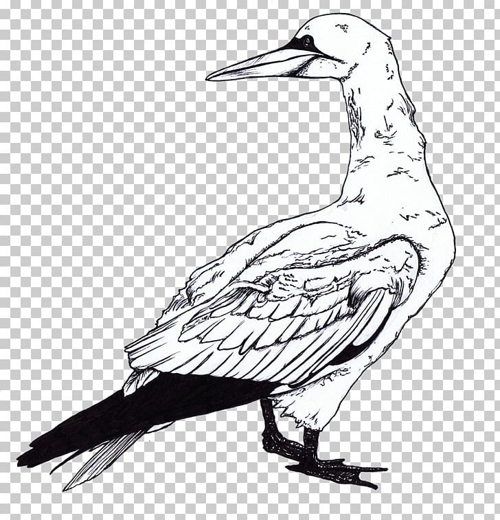 Gulls Bird Coloring Book PNG, Clipart, Art, Beak, Bird, Black And White, Charadriiformes Free PNG Download