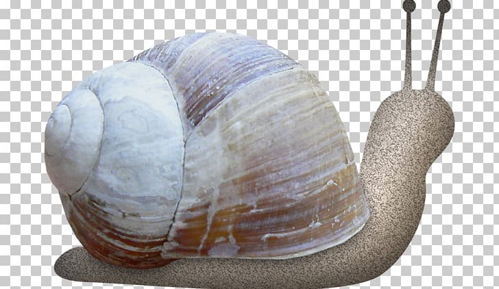 Snail Polymita Picta Orthogastropoda Euclidean PNG, Clipart, Animal, Animals, Cartoon, Conchology, Crawl Free PNG Download