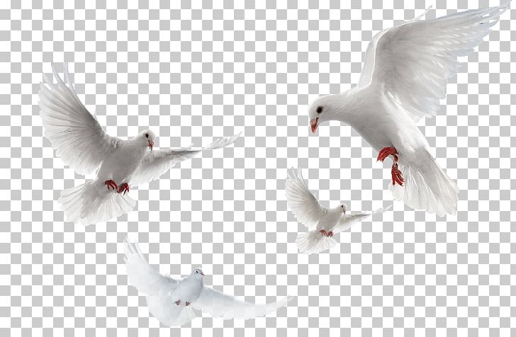 Columbidae Portable Network Graphics Domestic Pigeon Psd PNG, Clipart, Beak, Bird, Columbidae, Computer Icons, Data Compression Free PNG Download