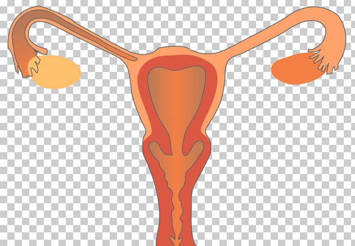 Female Reproductive System Reproductive Health Woman PNG, Clipart, Arm, Climacteric, Fertilisation, Hand, Health Free PNG Download