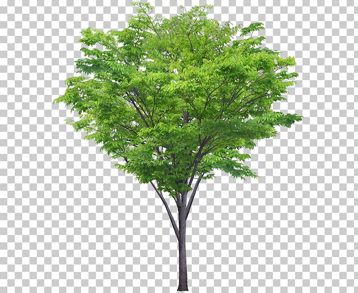 Portable Network Graphics Tree Adobe Photoshop Shrub PNG, Clipart, Architecture, Branch, Drawing, Hamamelis Mollis, Landscape Architecture Free PNG Download