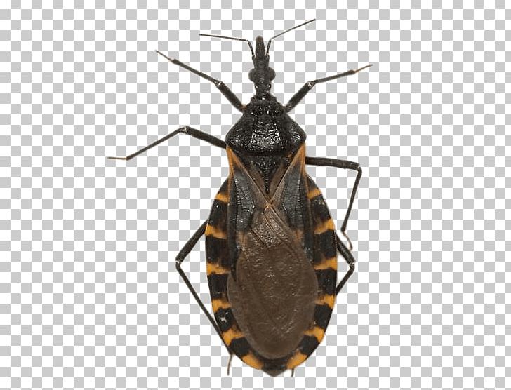 Texas Insect Triatoma Dimidiata Chagas Disease Tingidae PNG, Clipart, Animals, Arthropod, Beetle, Bug, Chaga Free PNG Download