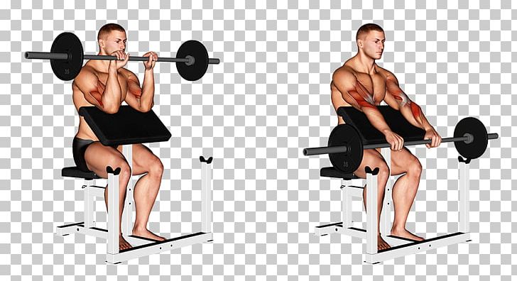 Weight Training Barbell Biceps Exercise Wrist Curl PNG, Clipart, Abdomen, Arm, Exercise, Fitness Centre, Fitness Professional Free PNG Download
