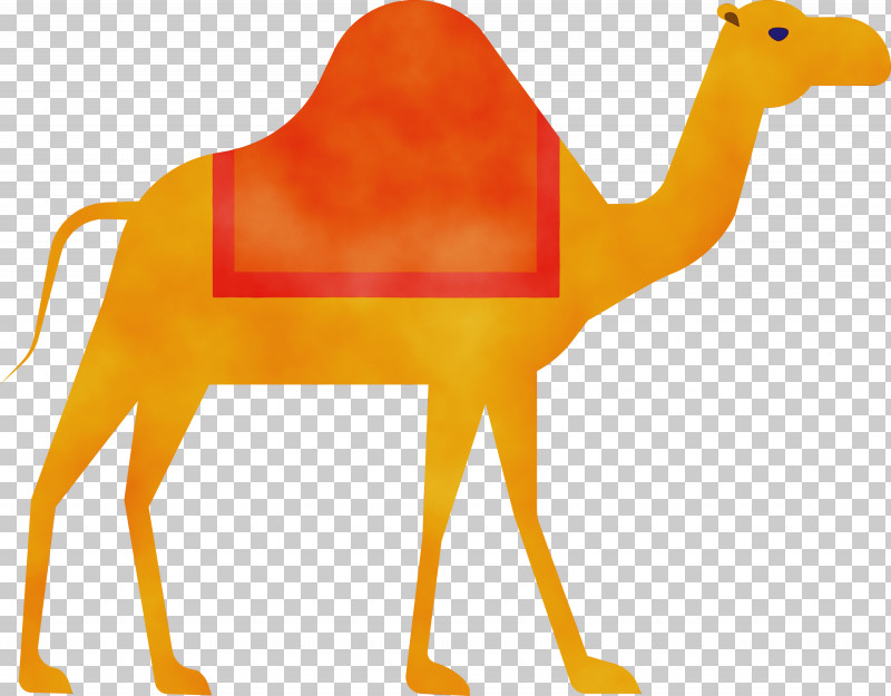 Orange PNG, Clipart, Animal Figure, Arabian Camel, Arabic Culture, Bactrian Camel, Camel Free PNG Download