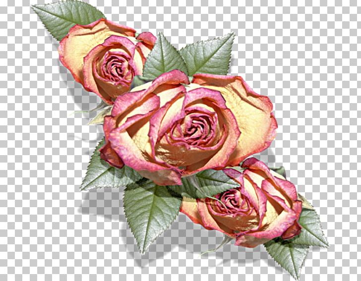 Garden Roses Cabbage Rose Floribunda Petal PNG, Clipart, Beach Rose, Cut Flowers, Floral Design, Floribunda, Floristry Free PNG Download