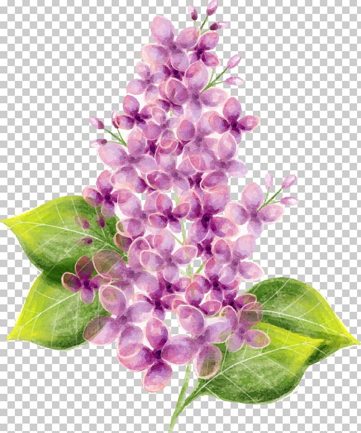 Lilac Flower Watercolor Painting PNG, Clipart, Branch, Cut Flowers, Download, Floral Design, Flowering Plant Free PNG Download
