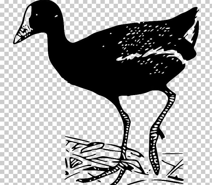 Duck Goose Chicken Bird PNG, Clipart, Animals, Artwork, Beak, Bird, Black And White Free PNG Download