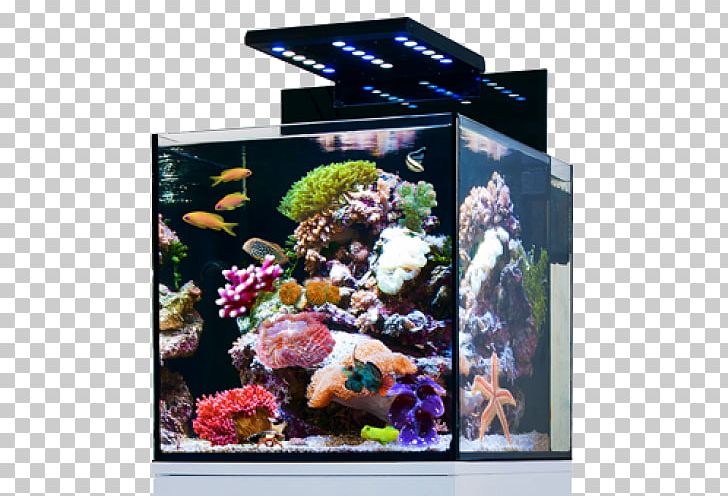 Red Sea Reef Aquarium Nano Aquarium Siamese Fighting Fish PNG, Clipart, Animals, Aqua, Aquarium, Aquarium Decor, Aquarium Lighting Free PNG Download