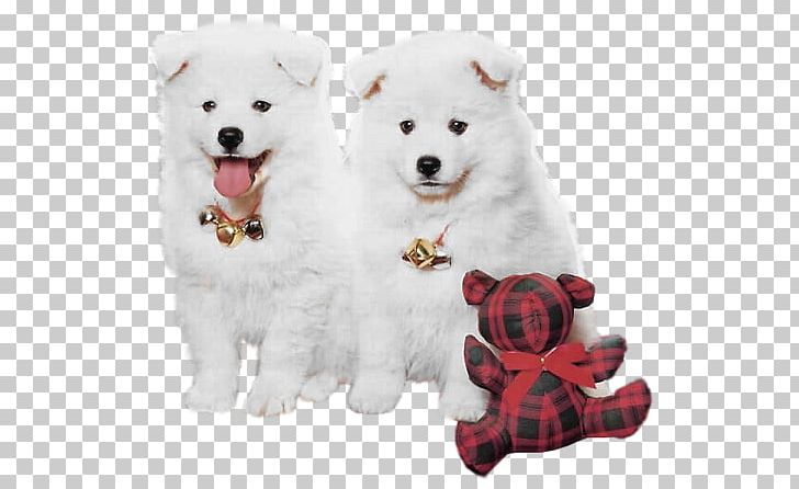Samoyed Dog Puppy Christmas High-definition Television PNG, Clipart, 1080p, Animal, Animals, Black White, Carnivoran Free PNG Download