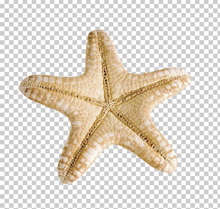 Starfish Seashells Mollusc Shell PNG, Clipart, Animals, Beach, Desktop Wallpaper, Echinoderm, Invertebrate Free PNG Download