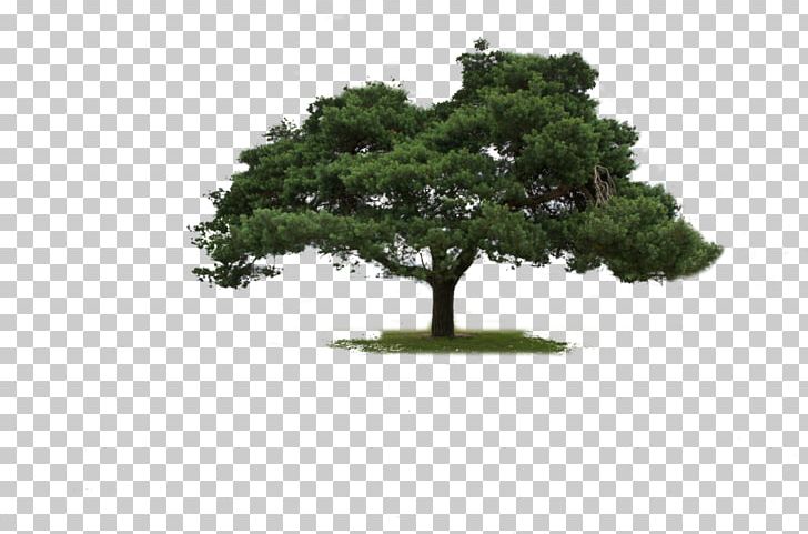 Tree Bonsai Ash PNG, Clipart, Art, Artist, Ash, Authority, Bonsai Free PNG Download