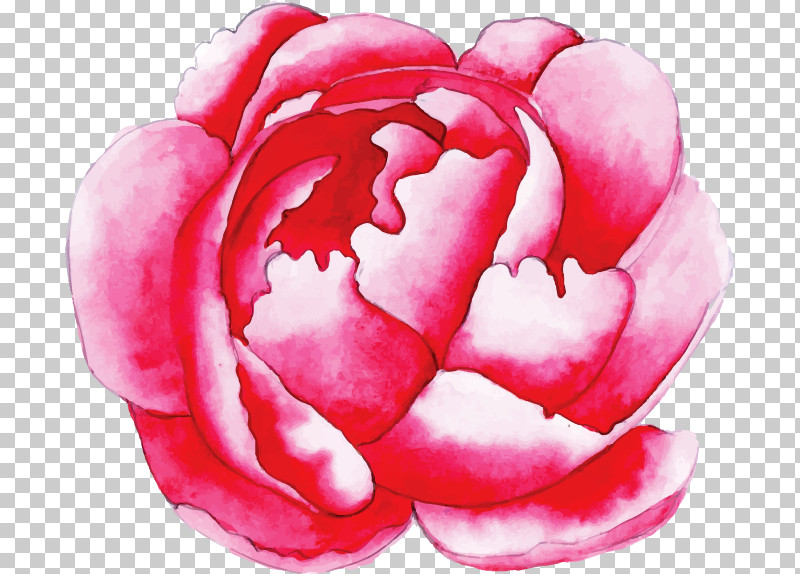 Pink Petal Mouth Plant Flower PNG, Clipart, Flower, Herbaceous Plant, Mouth, Petal, Pink Free PNG Download