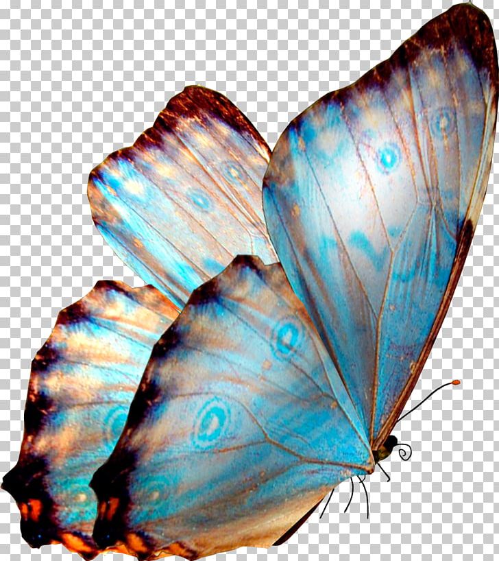 Butterfly Transparency And Translucency Desktop PNG, Clipart, Arthropod, Butte, Color, Desktop Wallpaper, Greta Oto Free PNG Download