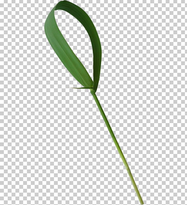 Herbaceous Plant Plant Stem Meadow Lawn PNG, Clipart, Avril Lavigne, Calendar, Cali, Chess, Flower Free PNG Download