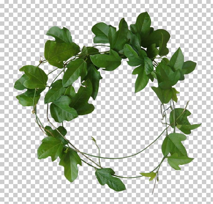 Shaped Leaves PNG, Clipart, Branch, Computer Icons, Coreldraw, Download, Encapsulated Postscript Free PNG Download