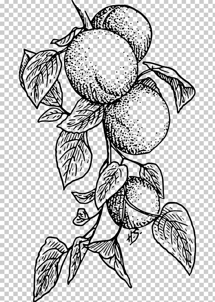 Apricot Fruit Food PNG, Clipart, Apricot, Artwork, Black, Black And White, Branch Free PNG Download