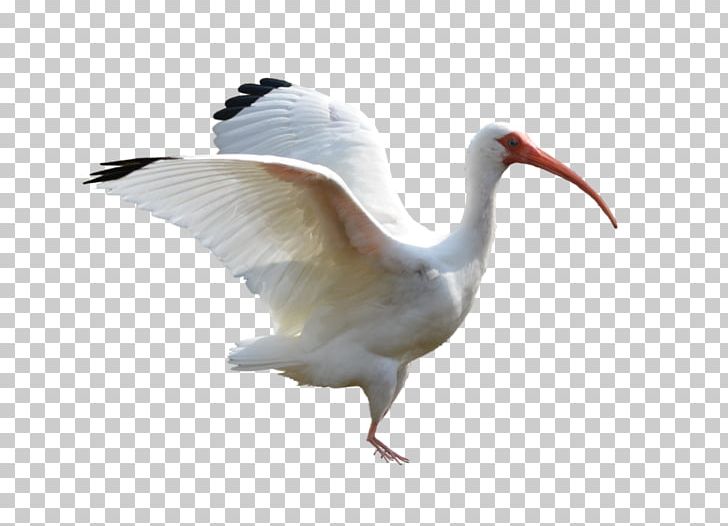 Bird American White Ibis Feather Australian White Ibis PNG, Clipart, American White Ibis, Animals, Australian White Ibis, Beak, Bird Free PNG Download