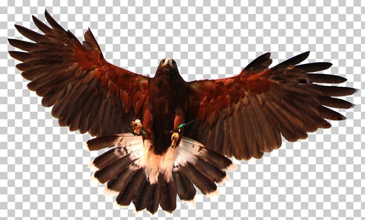 Bird Of Prey Bald Eagle Owl Hawk PNG, Clipart, Accipitriformes, Animals, Bald Eagle, Beak, Bird Free PNG Download