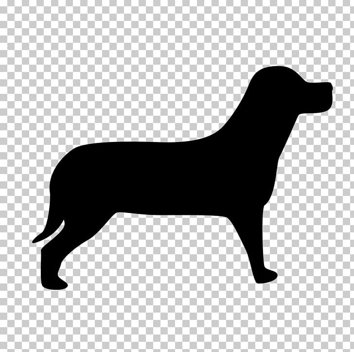 Poodle Welsh Terrier Bombay Cat Pet Sitting PNG, Clipart, Animal, Black, Black And White, Bombay Cat, Carnivoran Free PNG Download