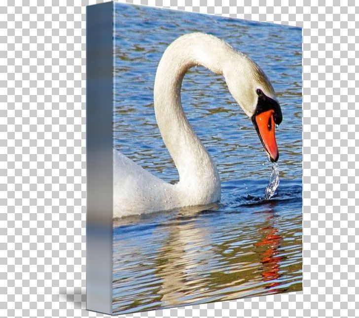 Cygnini Fauna Neck Beak PNG, Clipart, Beak, Bird, Cygnini, Ducks Geese And Swans, Fauna Free PNG Download