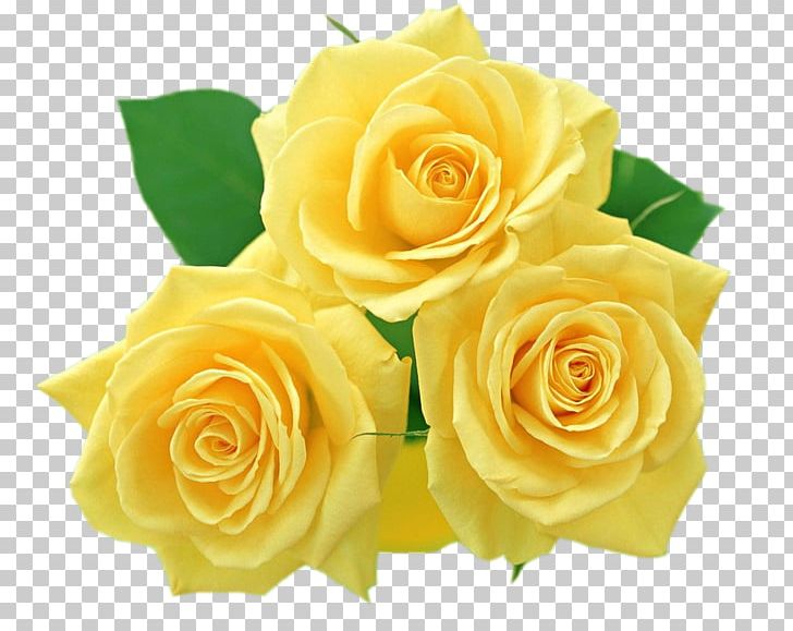 Flower Yellow Rose PNG, Clipart, Clip Art, Cut Flowers, Desktop Wallpaper, Encapsulated Postscript, Floral Design Free PNG Download