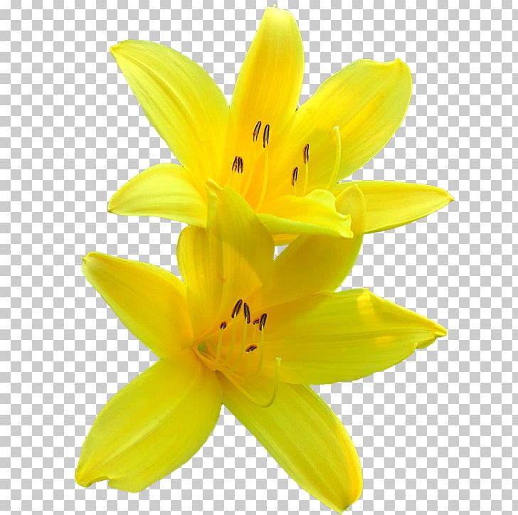 Lilium Yellow Flower PNG, Clipart, Desktop Wallpaper, Download, Flower, Flowering Plant, Image Resolution Free PNG Download
