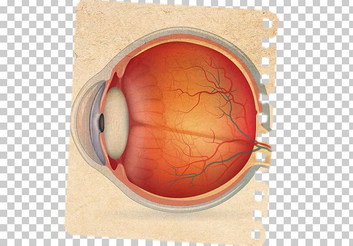 Wiring Diagram Human Eye PNG, Clipart, Anatomy, Circulatory System, Diagram, Eye, Eyelid Free PNG Download