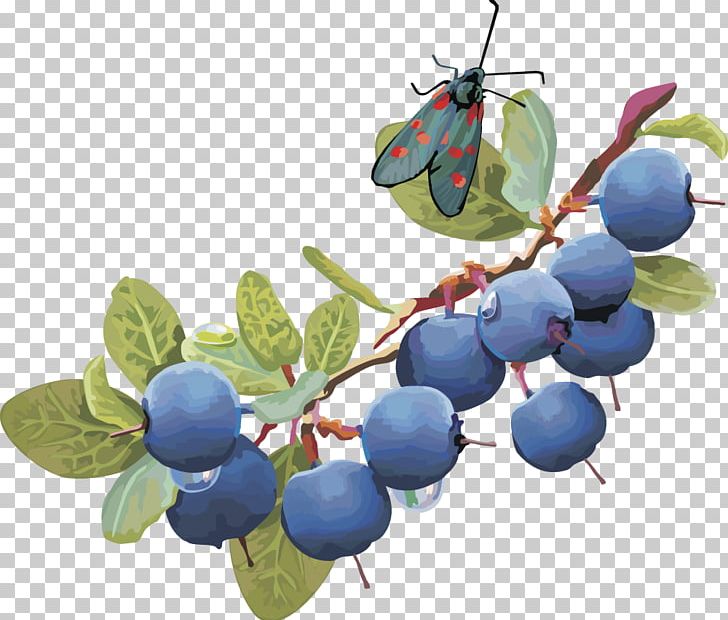 Blueberry PNG, Clipart, Apple, Bilberry, Blueberry, Branch, Cherries Free PNG Download