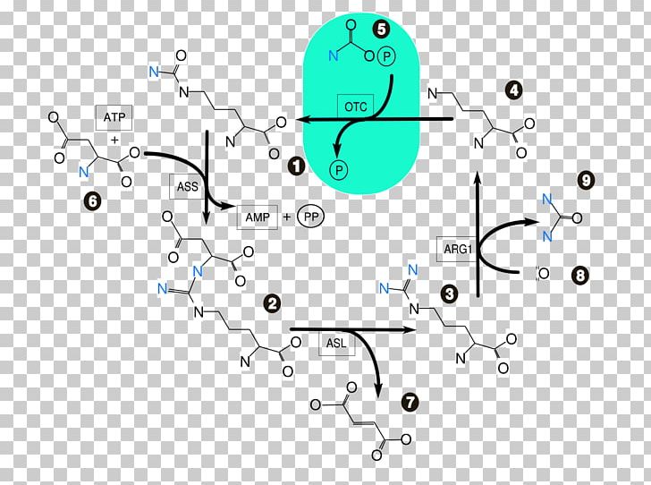 Urea Cycle Biochemistry Ammonia Citric Acid Cycle PNG, Clipart, Amino Acid, Amino Talde, Ammonia, Ammonium, Angle Free PNG Download