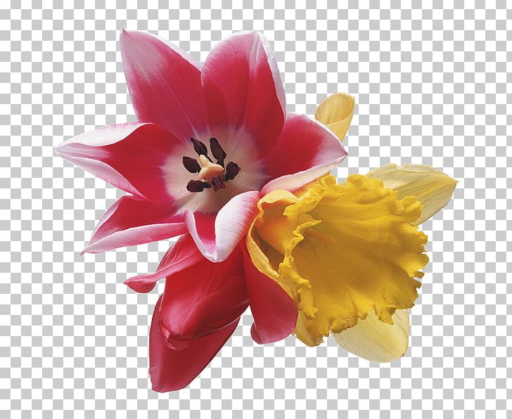 Flower PNG, Clipart, Blog, Cicek Resimleri, Daffodil, Drawing, Flower Free PNG Download