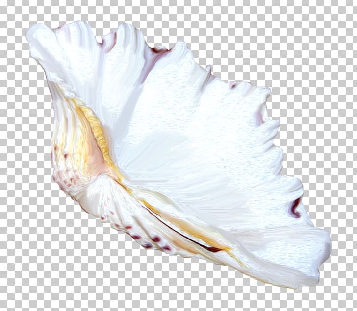 Seashell Conch PNG, Clipart, Animals, Computer Icons, Conch, Flower, Material Free PNG Download