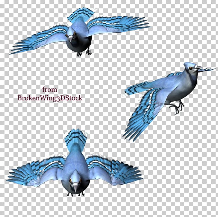Blue Jay Bird Drawing PNG, Clipart, 3d Computer Graphics, Animal, Animals, Animation, Beak Free PNG Download