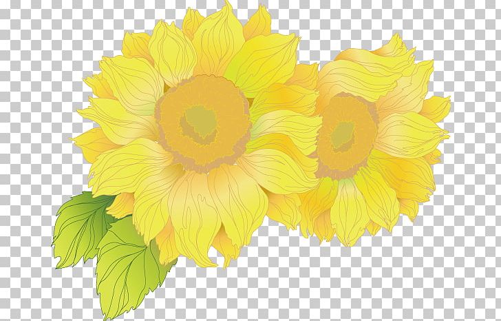 Chrysanthemum Yellow PNG, Clipart, Calendula, Chrysanthemum Chrysanthemum, Chrysanthemums, Chrysanthemum Vector, Dahlia Free PNG Download