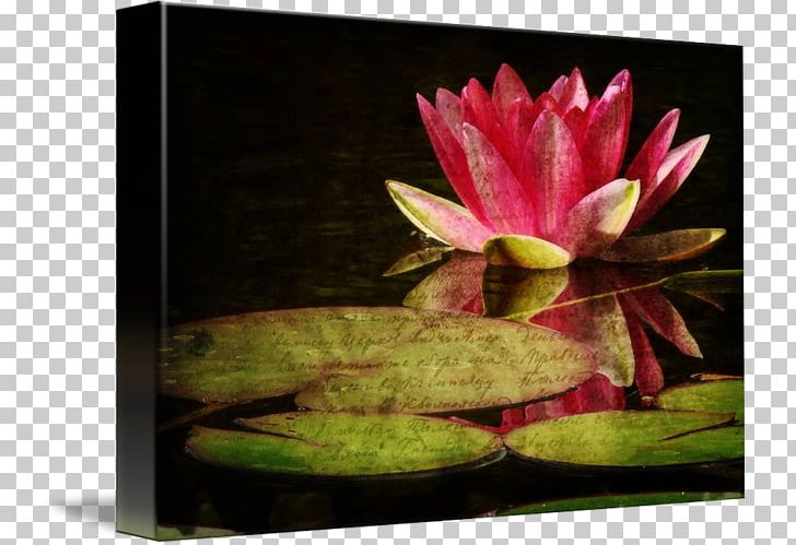Flower Still Life Photography Gallery Wrap Petal PNG, Clipart, Aquatic Plant, Aquatic Plants, Art, Canvas, Flora Free PNG Download
