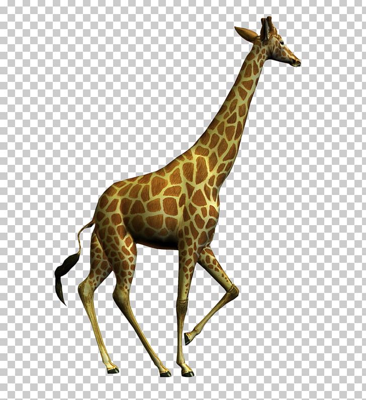 Northern Giraffe PNG, Clipart, Blog, Desktop Wallpaper, Download, Fauna, Giraffe Free PNG Download