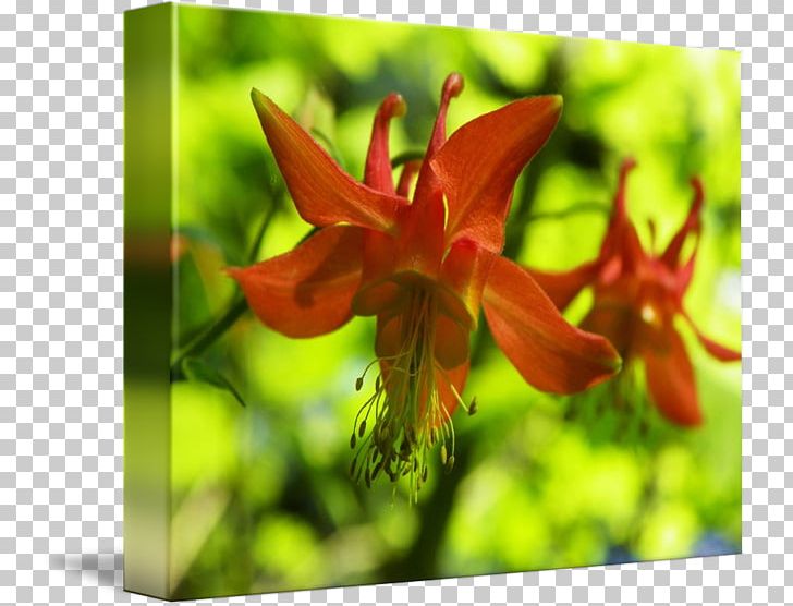 Red Columbine Wildflower Daylily Lily M PNG, Clipart, Columbine, Daylily, Flora, Flower, Flowering Plant Free PNG Download