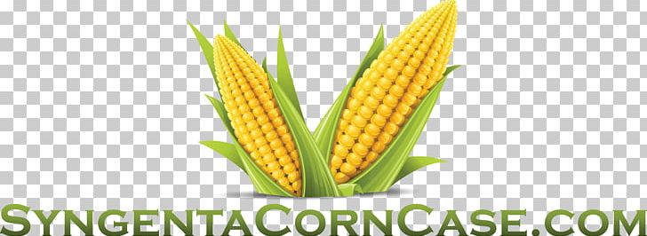 Corn On The Cob Corn Flakes Maize Sweet Corn Cornmeal PNG, Clipart, Animal Feed, Commodity, Corn, Corncob, Corn Flakes Free PNG Download