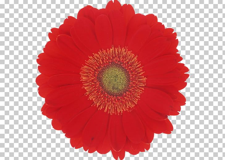Desktop Flower Color Red Petal PNG, Clipart, Annual Plant, Beach Rose, Bud, Chrysanthemum, Chrysanths Free PNG Download