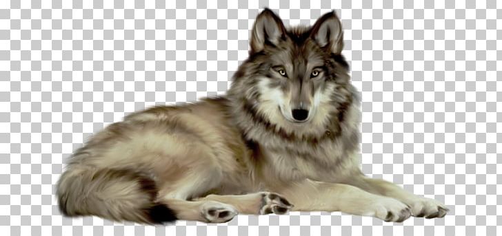 Gray Wolf Desktop PNG, Clipart, Animal, Animal Clipart, Canadian Eskimo Dog, Canis Lupus Tundrarum, Carnivoran Free PNG Download