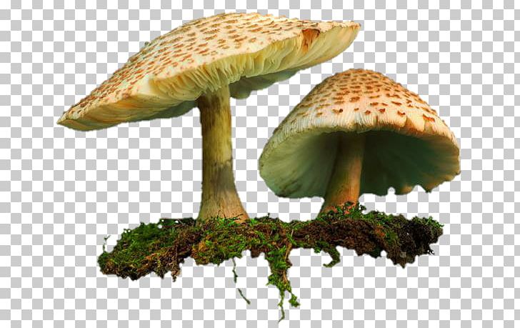 Shiitake Common Mushroom PNG, Clipart, Agaricaceae, Agaricomycetes, Allah, Common Mushroom, Download Free PNG Download